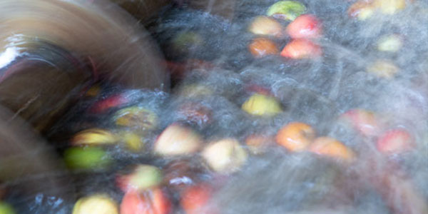 Pressoir de pommes à cidre lors de la fabrication d'un cidre Pays d'Auge