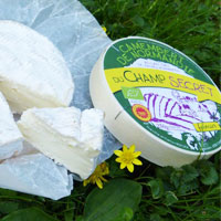 Présentation d'un fromage de Normandie au milieu d'un pâturage
