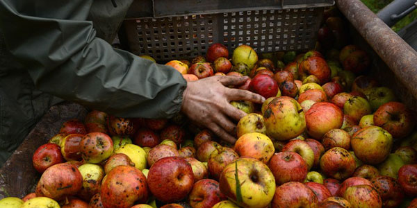 Rammassage des pommes à cidre dans un verger dans le Pays d'Auge