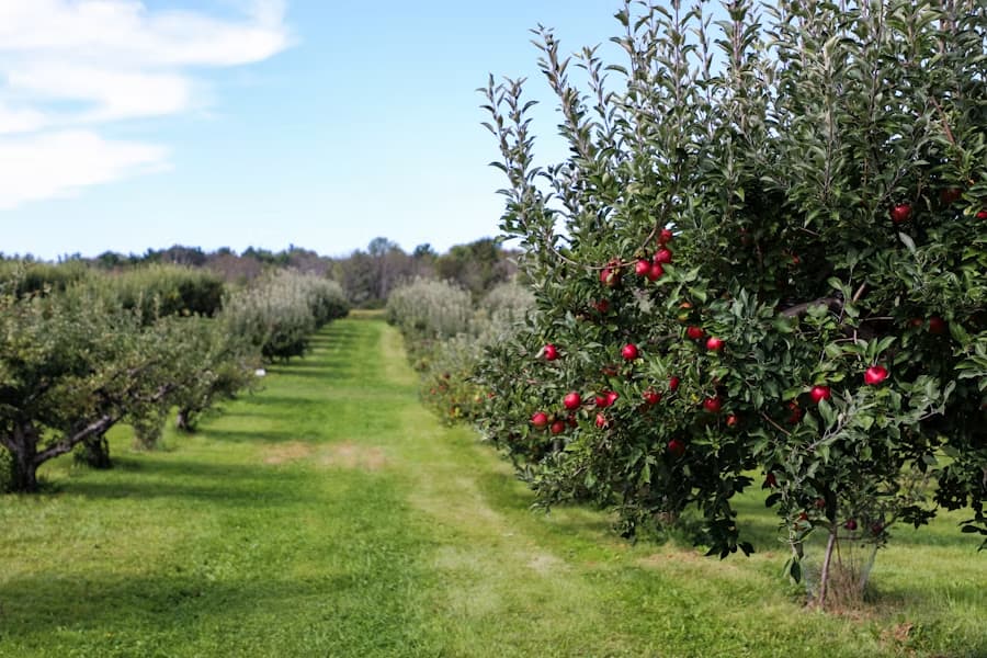 Verger de pommiers pour représenter les produits d'été du Calvados