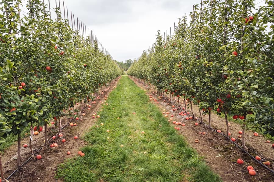Campagne verdoyante pour représenter les produits d'été de l'Orne