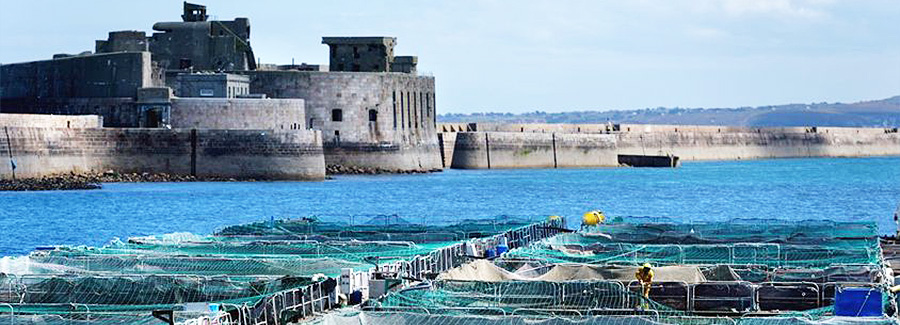 Image Saumon de France